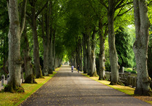 Alley Of Trees On The Graveyard, Lund, Sweden
