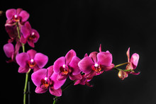 Purple Orchid On Black