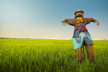 Scarecrow In The Rice Field