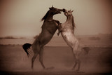 Fototapeta Konie - fight of horses