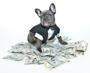 Canvas Print - Rich Frenchbulldog