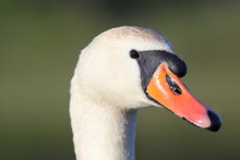  Portrait Of Mute Swan