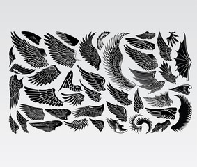 wings birds