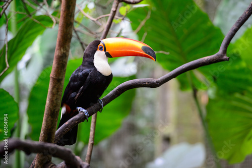 Plakat na zamówienie Toucan, National park Iguazu, Brazil