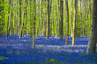 © Azahara MarcosDeLeon - blue and green / colorful bluebells forest