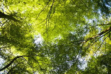 green and fresh leaves background