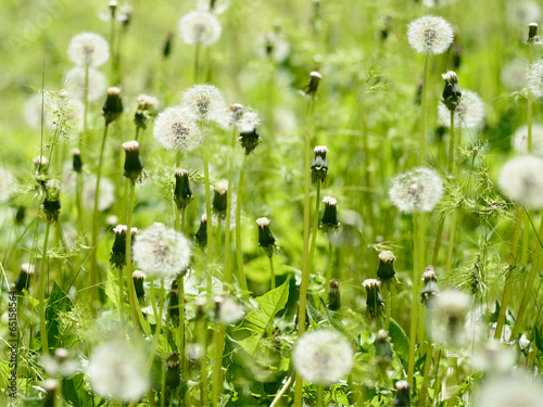 Fototapeta na wymiar Dandelions on green meadow