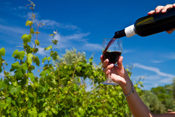 Wall Mural - Glass of wine in the hand against vineyards