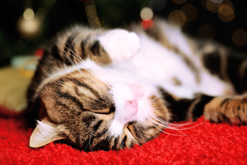 Wall Mural - Cute cat lying on carpet with Christmas decor