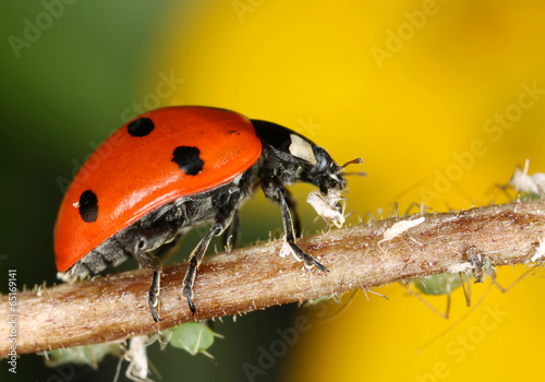 Ladybug and aphids - Fototapeten Tiere - FIXAR.de