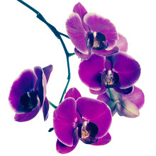 Blooming Purple Orchid Flower, Phalaenopsis, Vintage Style