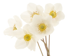White Flowers Background