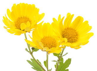 Poster - yellow flowers