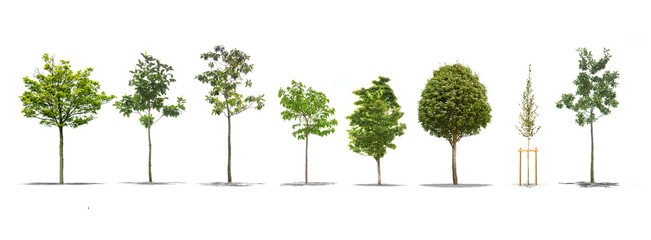 Pack of beautiful green trees isolated on white background