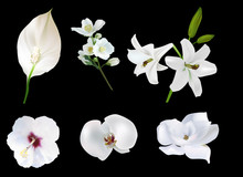 Six White Flowers Collection On Black Background