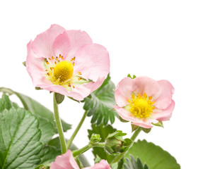 Poster - Pink flowers on strawberry on white background