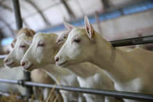 Closeup Of Goats Inside Barn