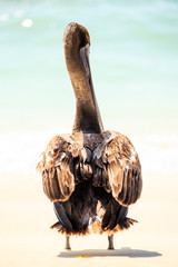 Poster - Brown pelican on mexican beach