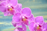 Fototapeta Storczyk - przepiękne orchidee na drewnianym tle 