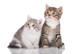 Fototapeta Pokój dzieciecy - two adorable kittens