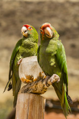 Canvas Print - red crowned parrots eating corn