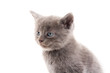 © Tony Campbell - Cute gray kitten