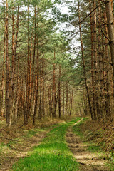 Fototapeta ścieżka las dziki natura