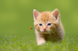Junge Katze mit Marienkäfer, auf grüner Wiese