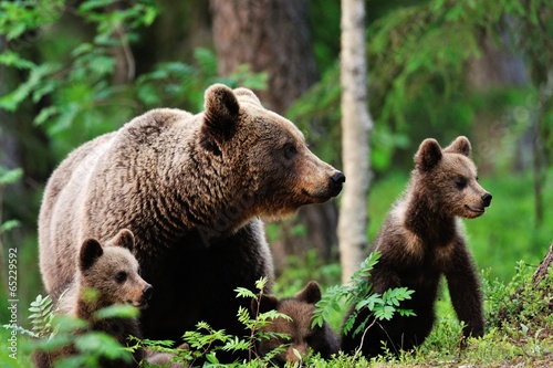 Fotomural Oso pardo con los cachorros en el bosque