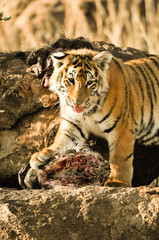 Wall Mural - A young tiger having its well-deserved feast