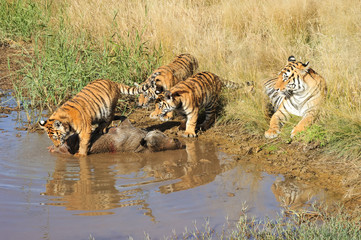 Wall Mural - Tiger mother with her cubs