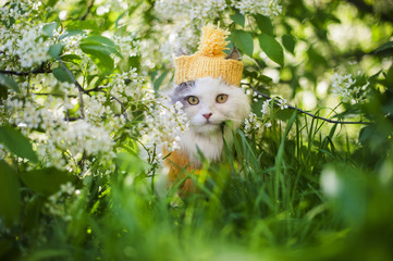 cat in grass