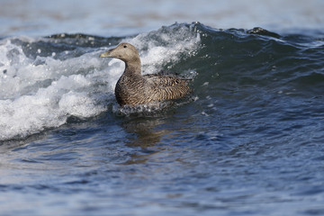 Eider duck, Somateria mollissima