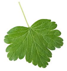 Wall Mural - Gooseberry leaf isolated on white with clipping path
