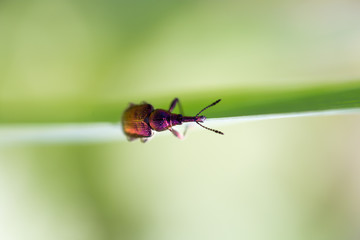 small insect in nature. macro