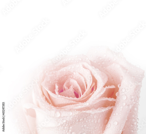 Naklejka na drzwi pink rose macro