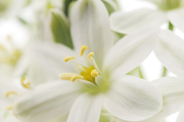 white flowers background