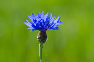 Poster - Blue Cornflower