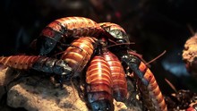 Madagascar Hissing Cockroachs.