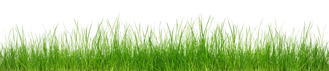 Green grass on white background