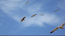 Flock Of Seagulls Fly Overhead Over A Blue Sky
