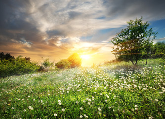 Wall Mural - sunrise over dandelions