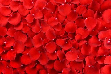 Poster - Beautiful petals of red roses close-up