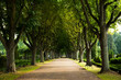 Alley of trees on the graveyard, Lund, Sweden