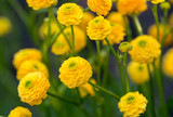 The yellow flowers of Ranunculus acris “flore pleno”.