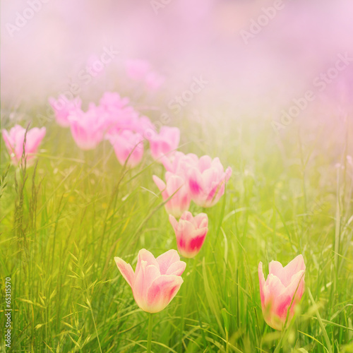 Blumenwiese