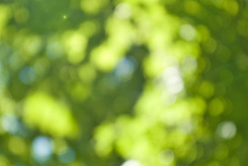 Fototapete - abstract background image of green vegetable closeup