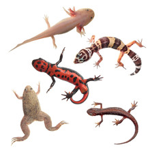 Set Of Amphibians And Reptiles Isolated On White Background