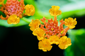 Canvas Print - Small flowers of Lantana Camara