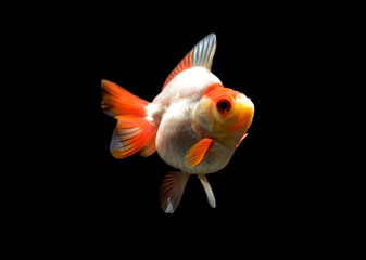 white goldfish on black background